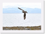 merikihu  Arctic Skua 0293 * 1251 x 900 * (104KB)